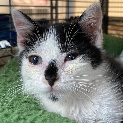 Enlarge Nemo, a Adoptable Domestic Short Hair in Ocean Isle Beach, NC image 1/1