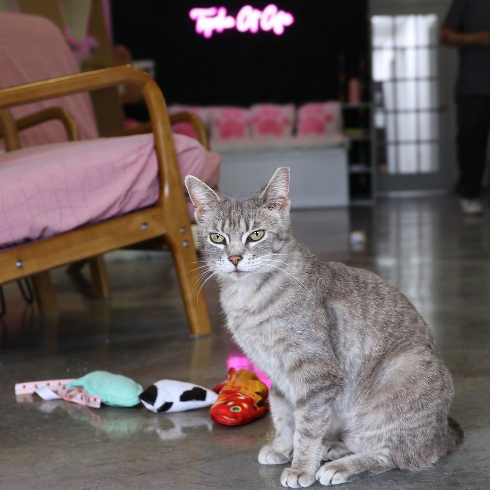**Cat Cafe** Feather, Adoptable, Adult Female Domestic Short Hair.