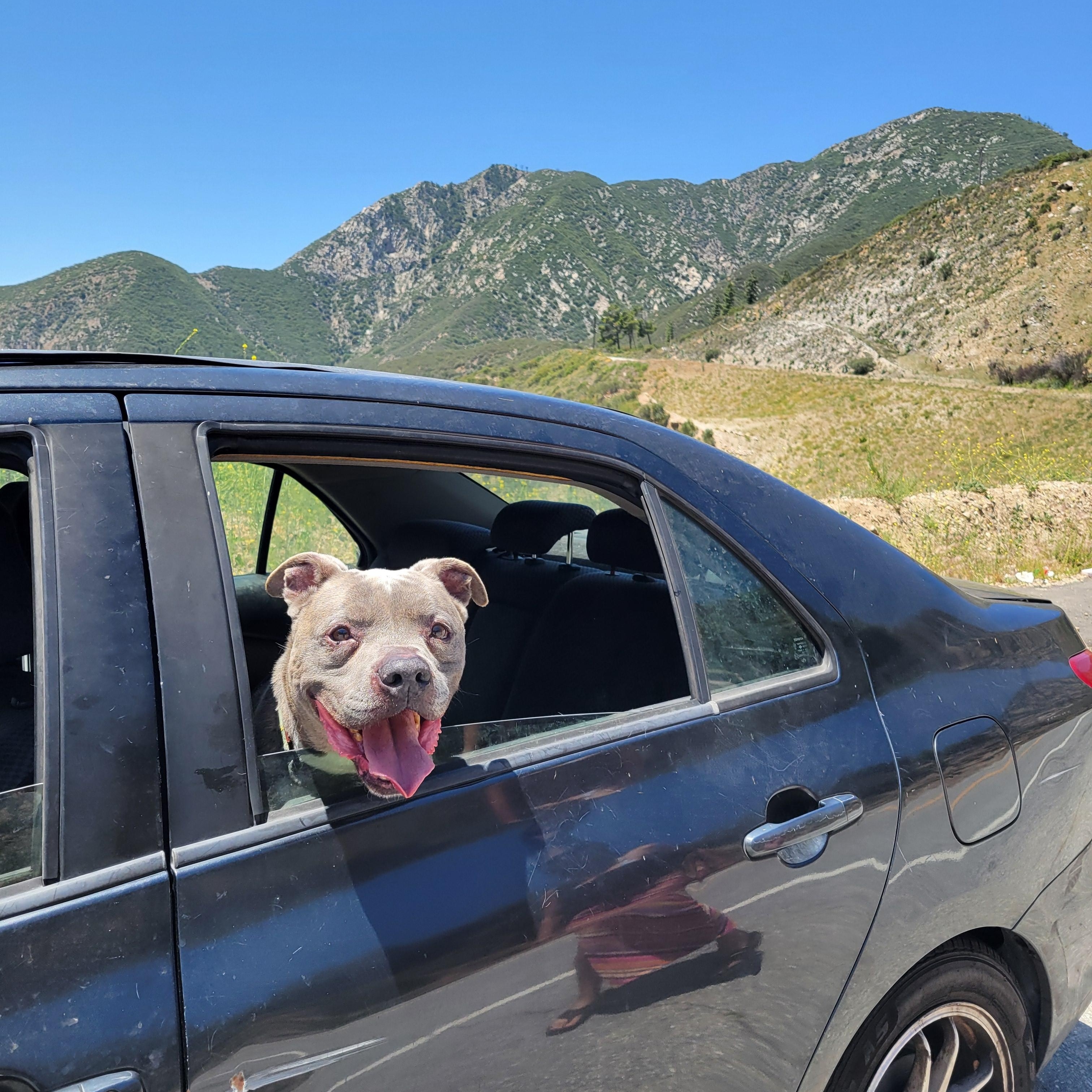 Mickey, a Adoptable mixed breed in rowland heights, CA image 4/5