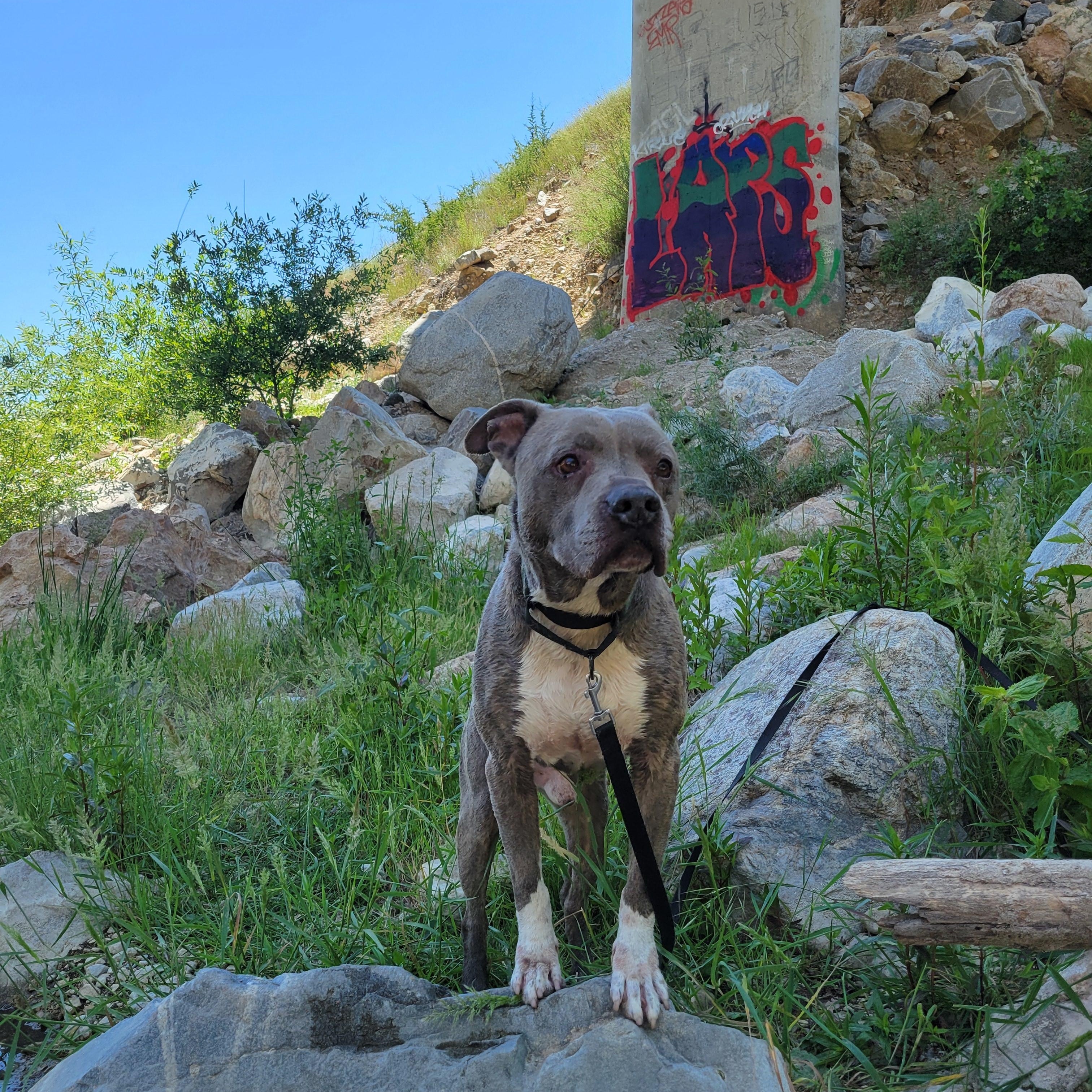Mickey, a Adoptable mixed breed in rowland heights, CA image 2/5