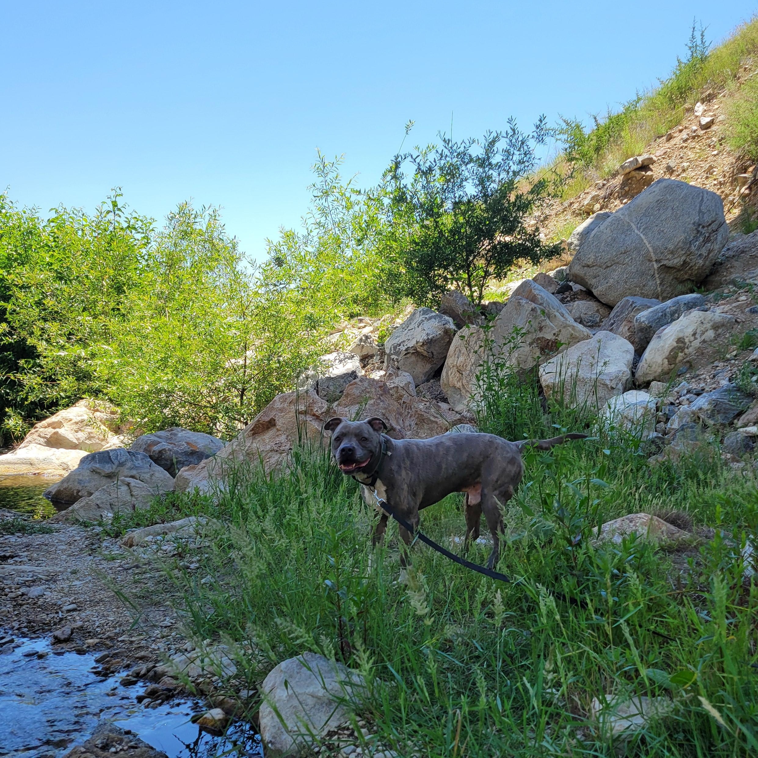 Mickey, a Adoptable mixed breed in rowland heights, CA image 5/5