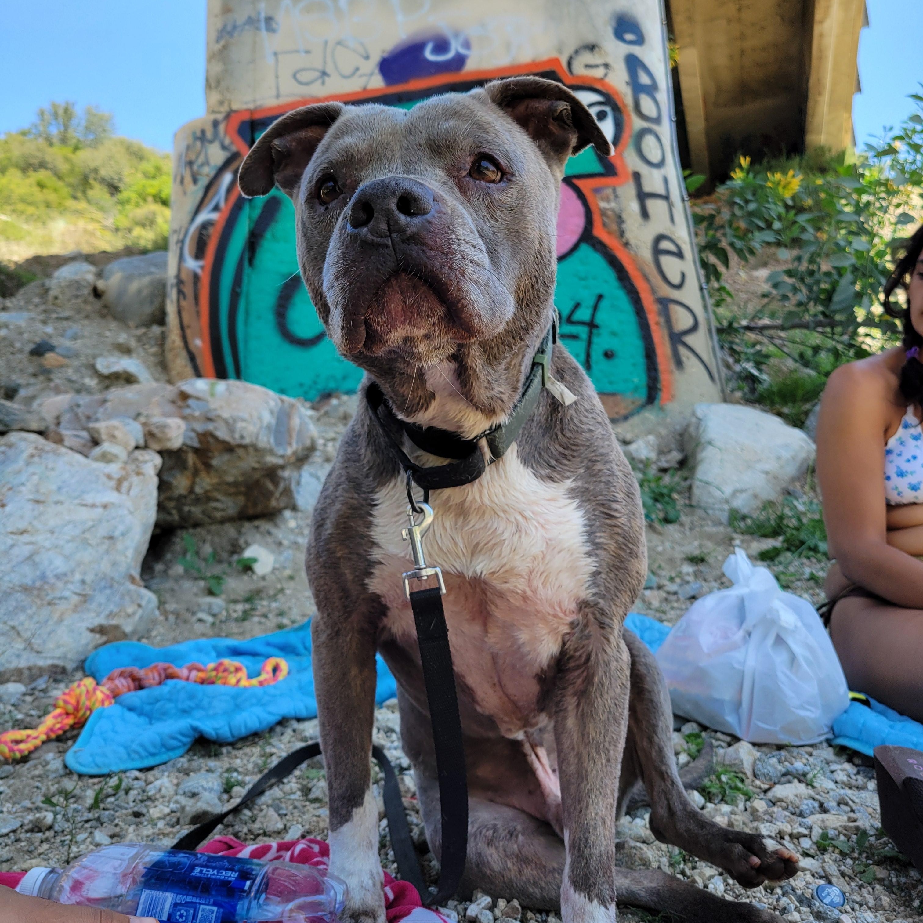Mickey, Senior Male American Bully