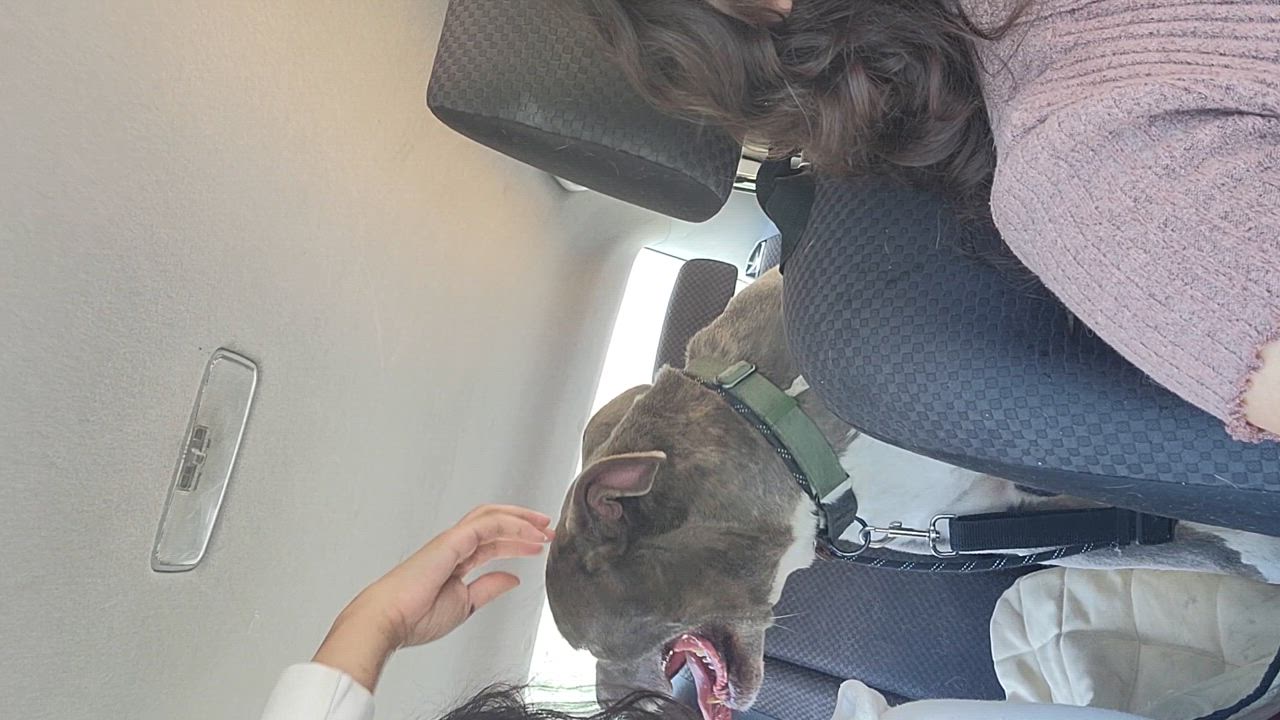 Enlarge Mickey, a Adoptable mixed breed in rowland heights, CA video 3/5