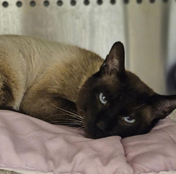 Enlarge The King, a Adoptable mixed breed in Dublin, CA image 1/1