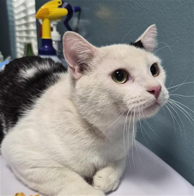 Enlarge OREO, a Adoptable Domestic Short Hair in Newton, NC image 1/1