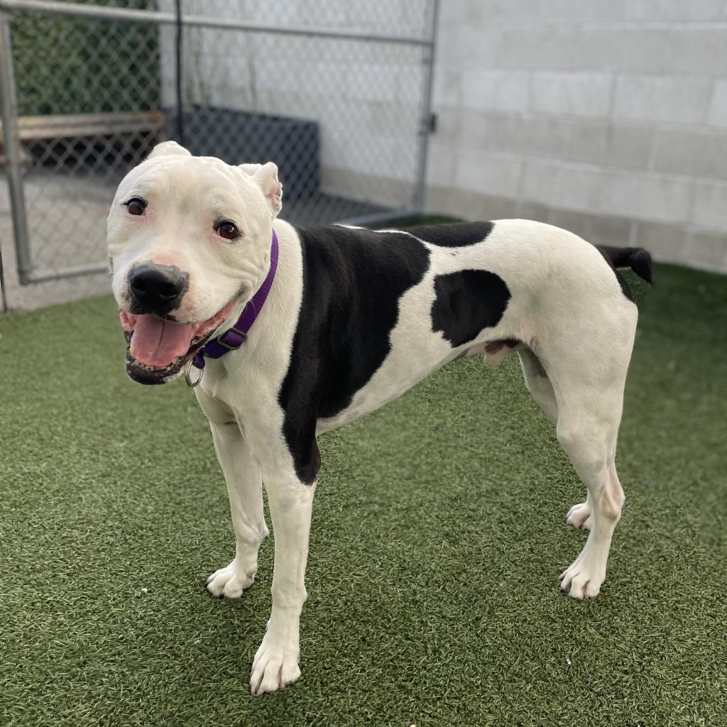 Enlarge Orwell, a Adoptable mixed breed in Los Angeles, CA image 2/6