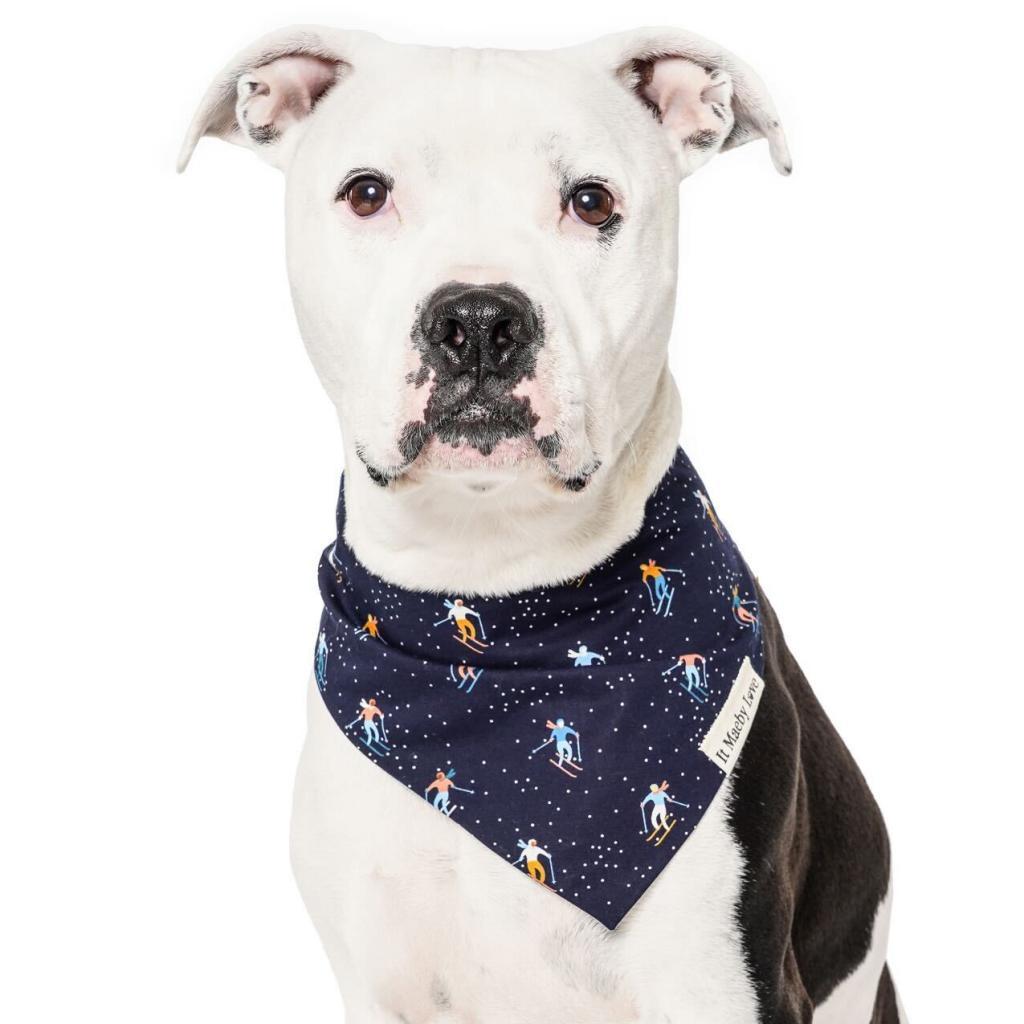 Enlarge Orwell, a Adoptable mixed breed in Los Angeles, CA image 3/6