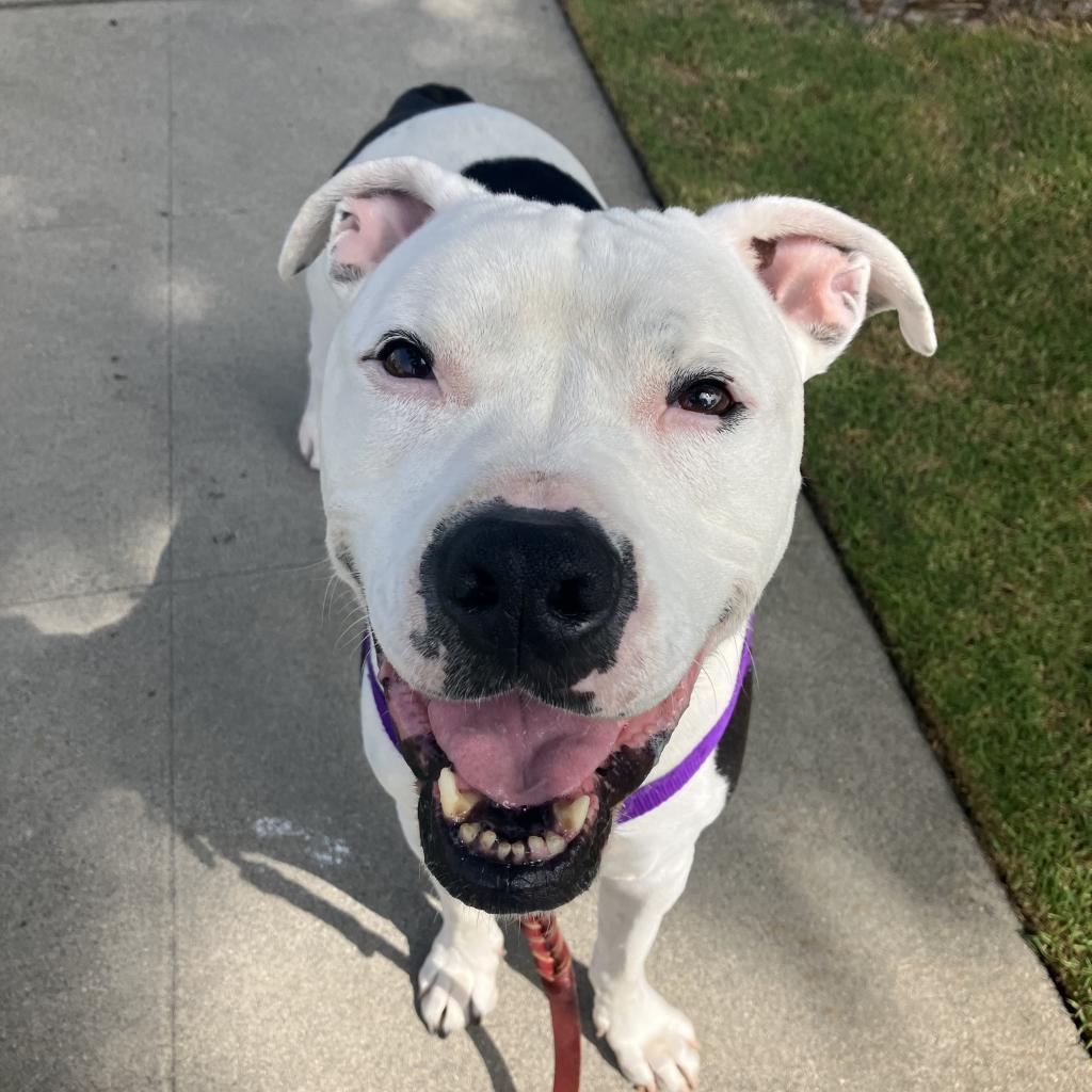 Enlarge Orwell, a Adoptable mixed breed in Los Angeles, CA image 4/6