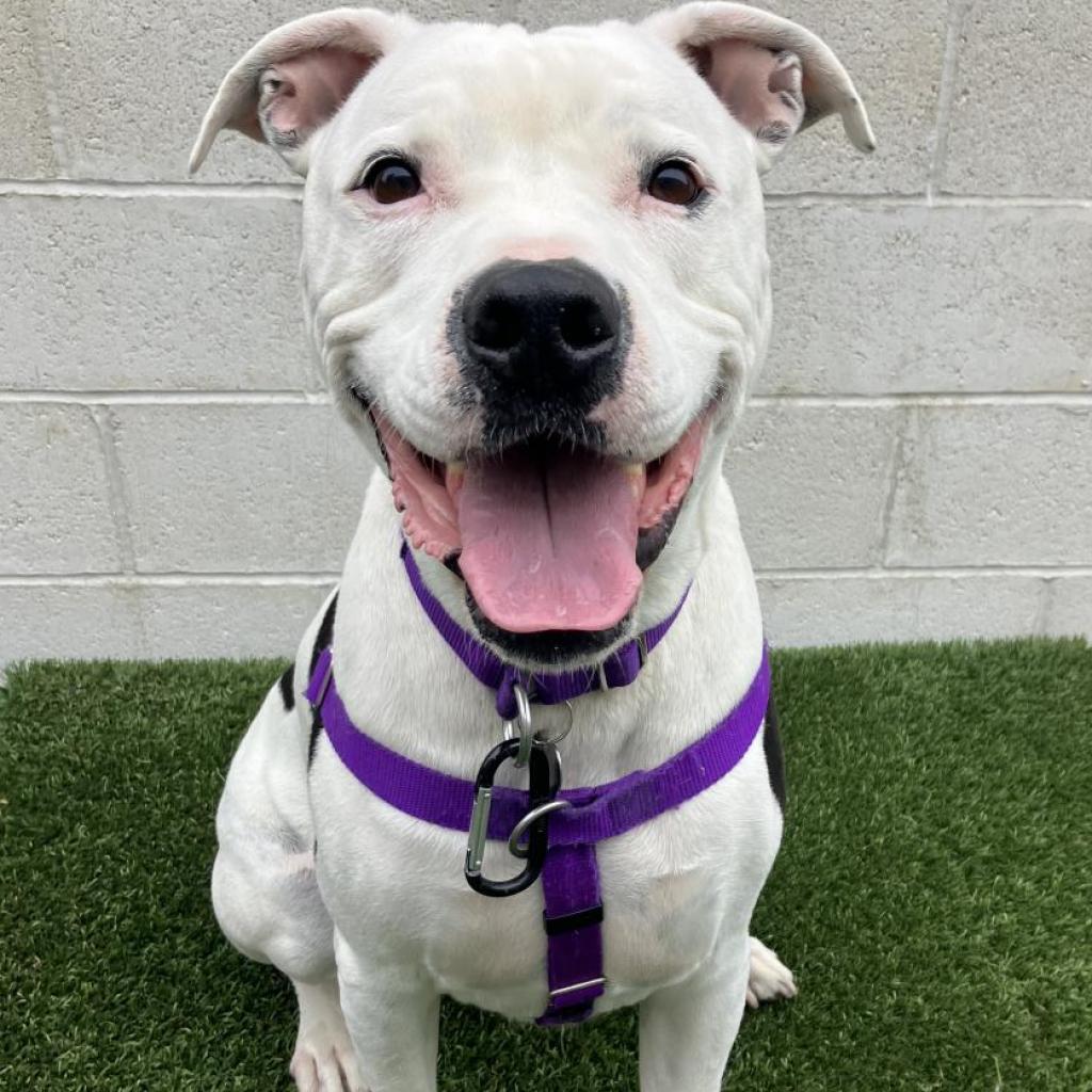 Enlarge Orwell, a Adoptable mixed breed in Los Angeles, CA image 5/6