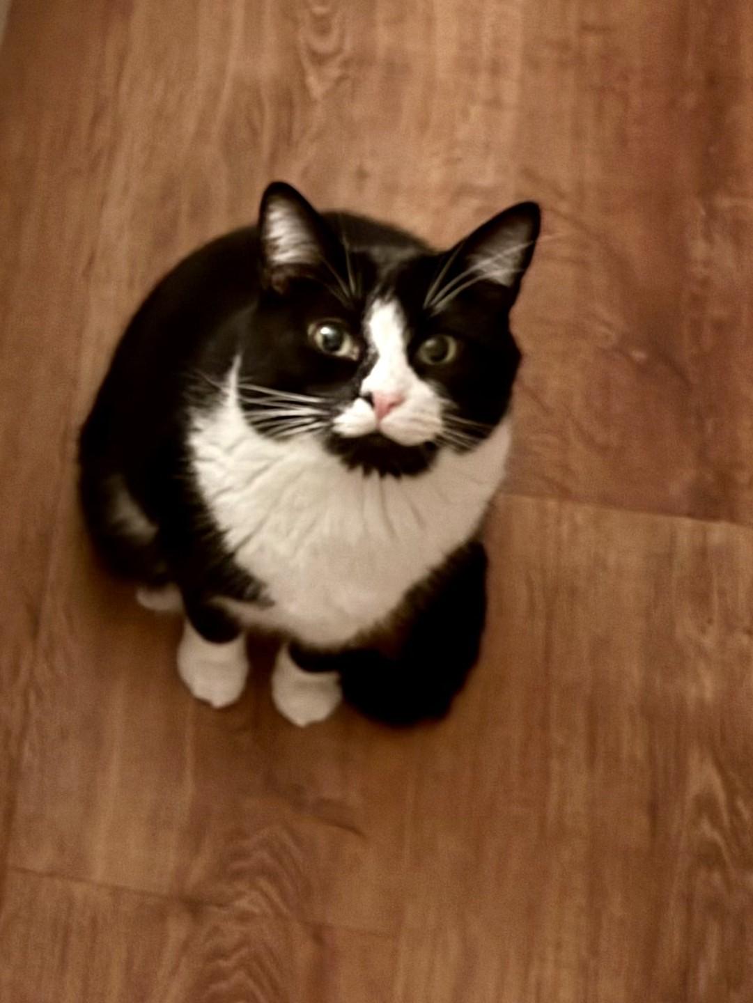 Tux (COURTESY POST), Adoptable, Adult Male Domestic Short Hair.