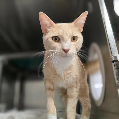 Photo of Ginger