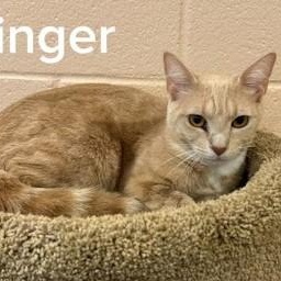 Photo of Ginger