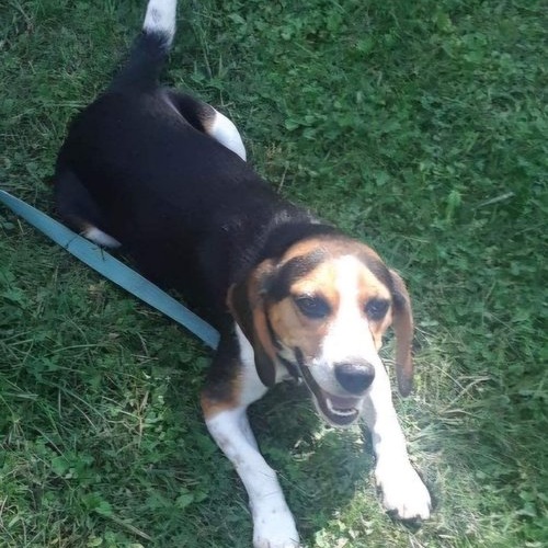Dog for adoption Rescue Smiley, a Beagle in Batavia, NY Petfinder