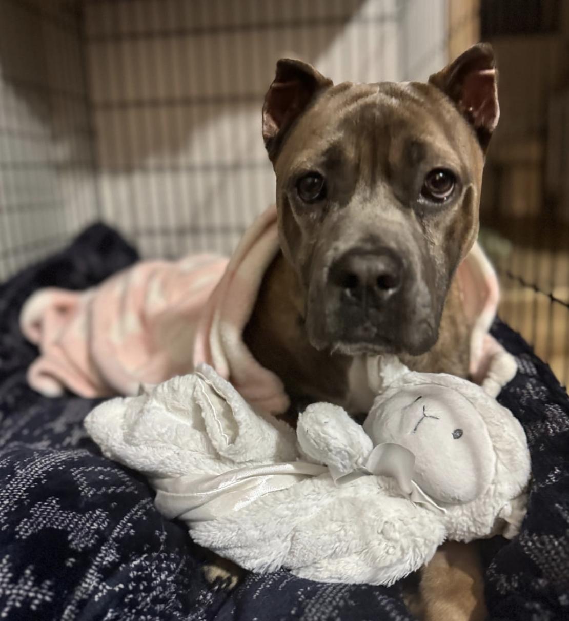 Enlarge Olga, a Adoptable mixed breed in Cornelius, NC image 2/4