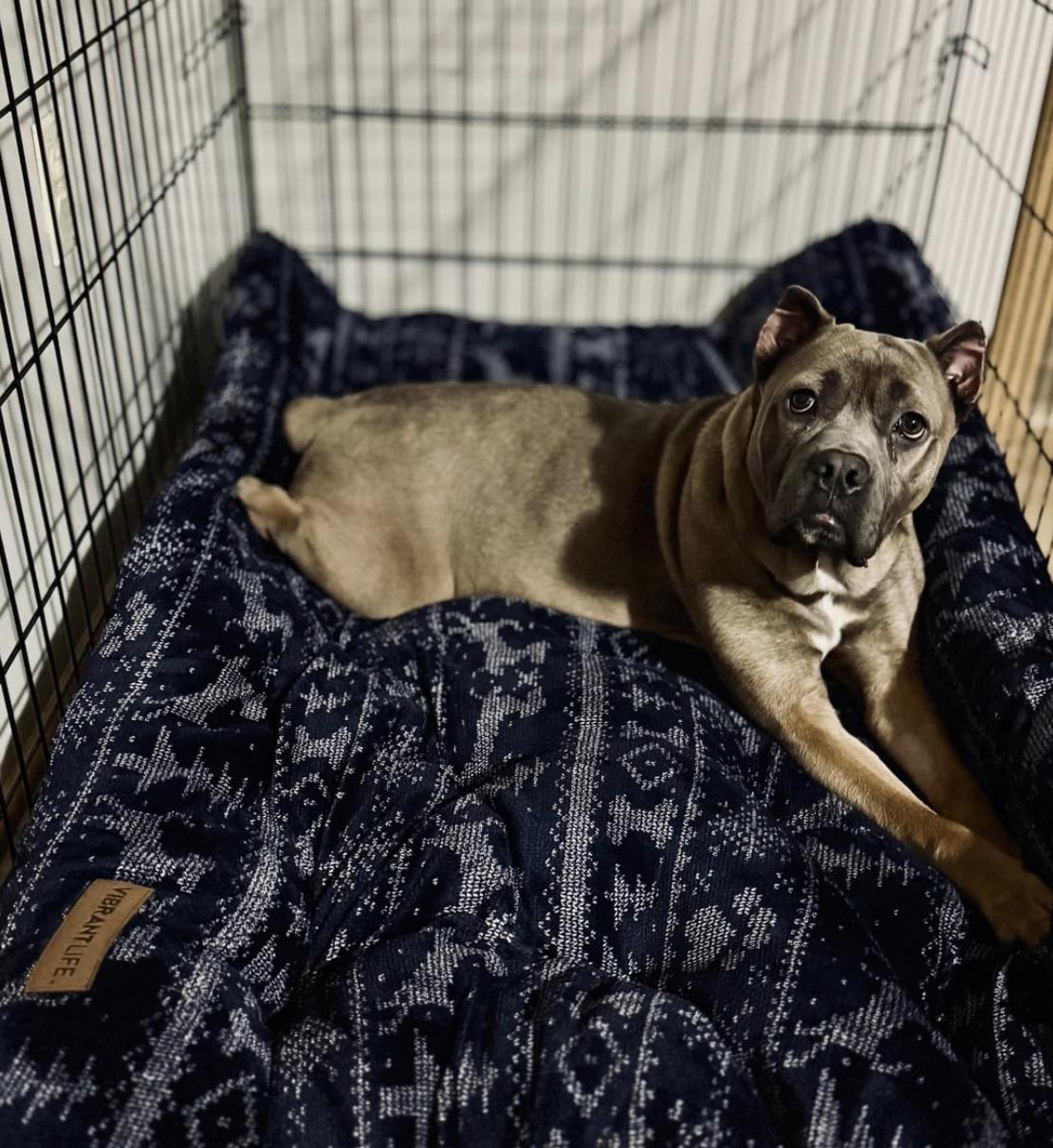 Enlarge Olga, a Adoptable mixed breed in Cornelius, NC image 4/4