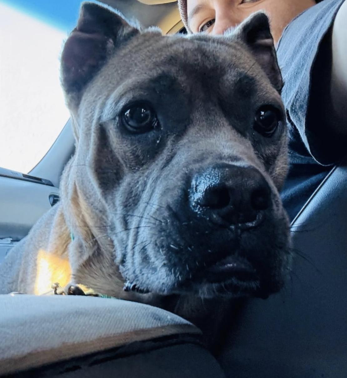 Enlarge Olga, a Adoptable mixed breed in Cornelius, NC image 3/4