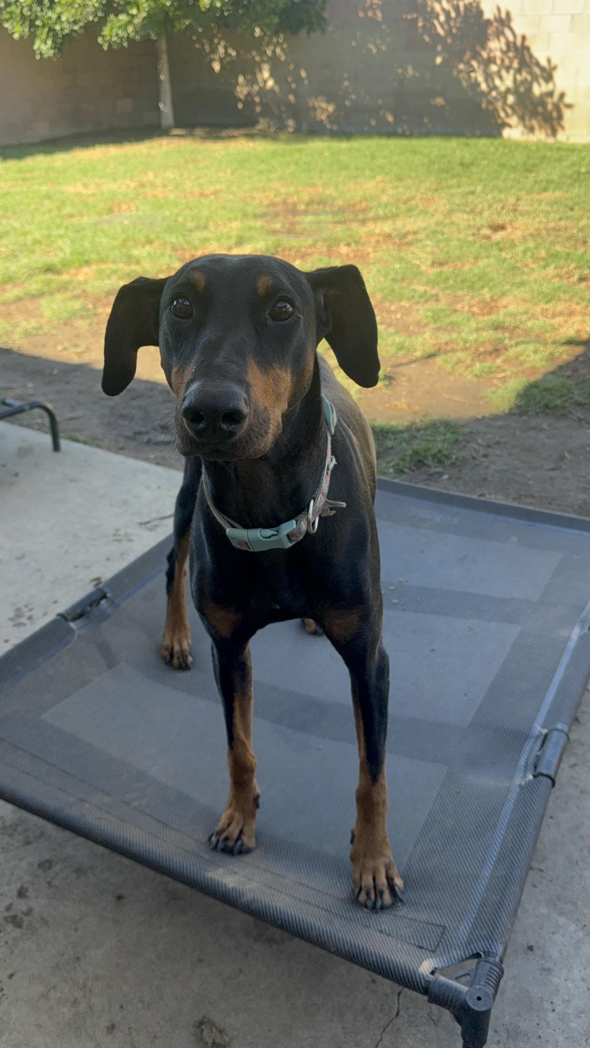 Enlarge Alli, a Adoptable Doberman Pinscher in Los Angeles, CA image 3/3