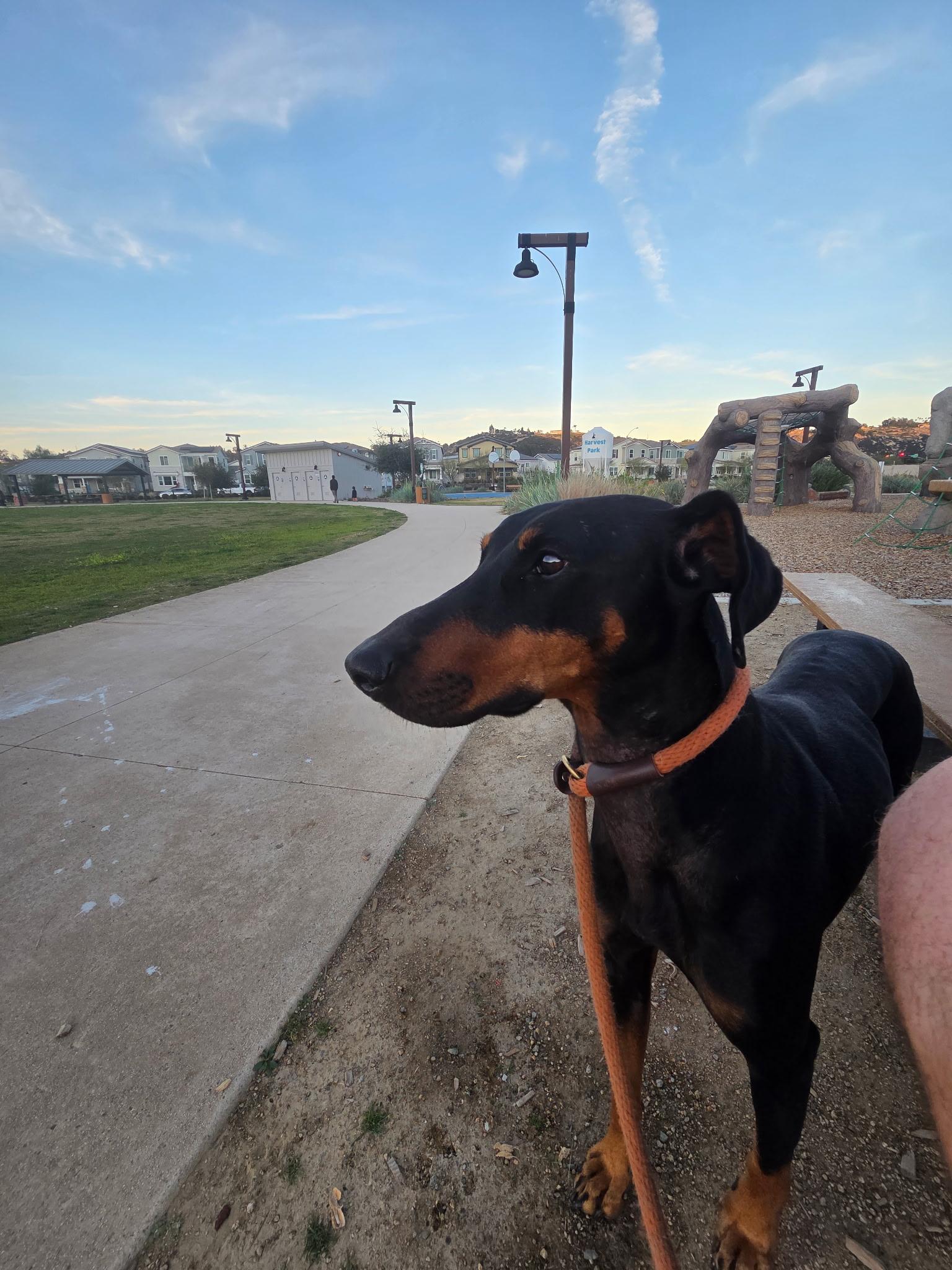 Enlarge Alli, an adoptable Doberman Pinscher in Los Angeles, CA image 2/6