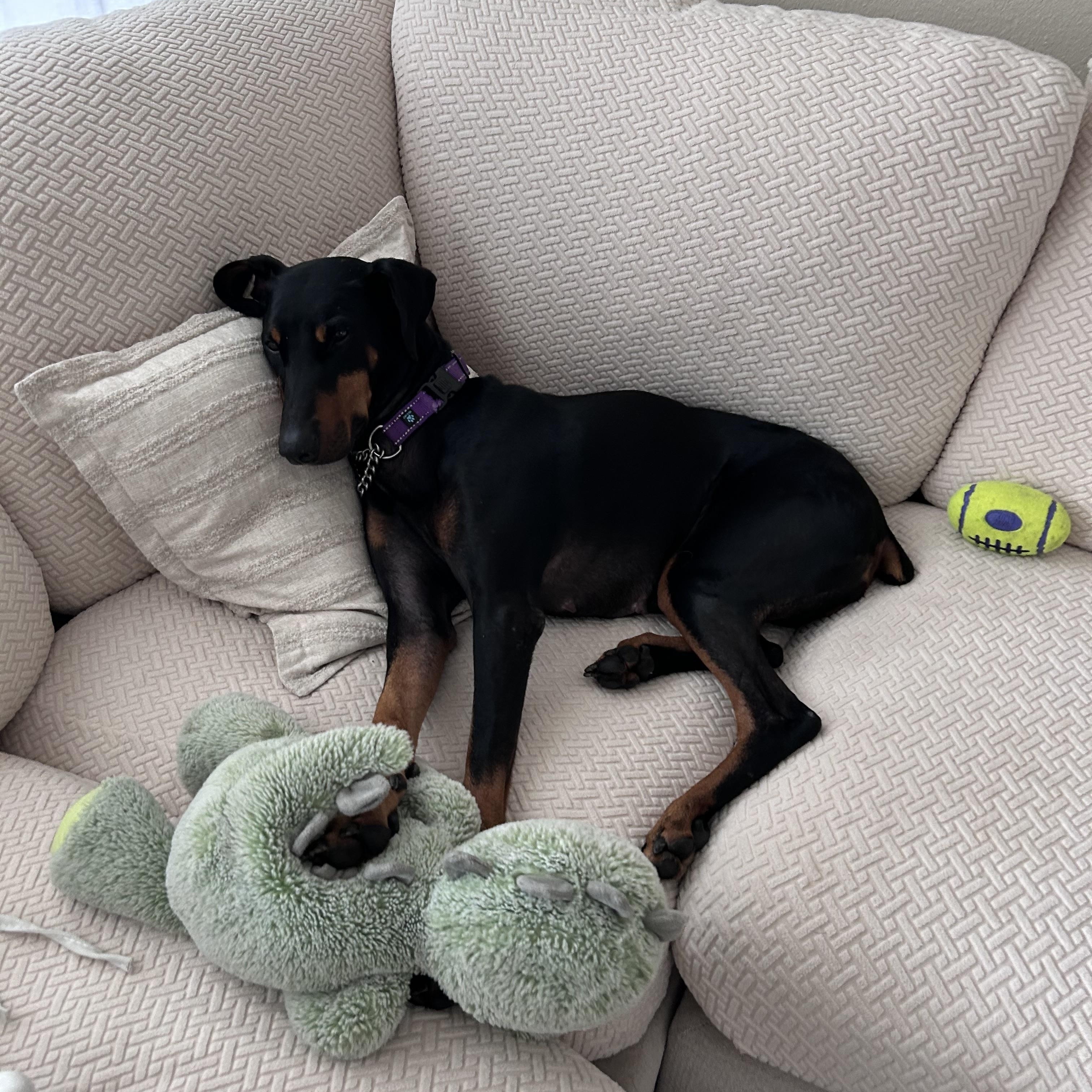 Enlarge Alli, an adoptable Doberman Pinscher in Los Angeles, CA image 6/6