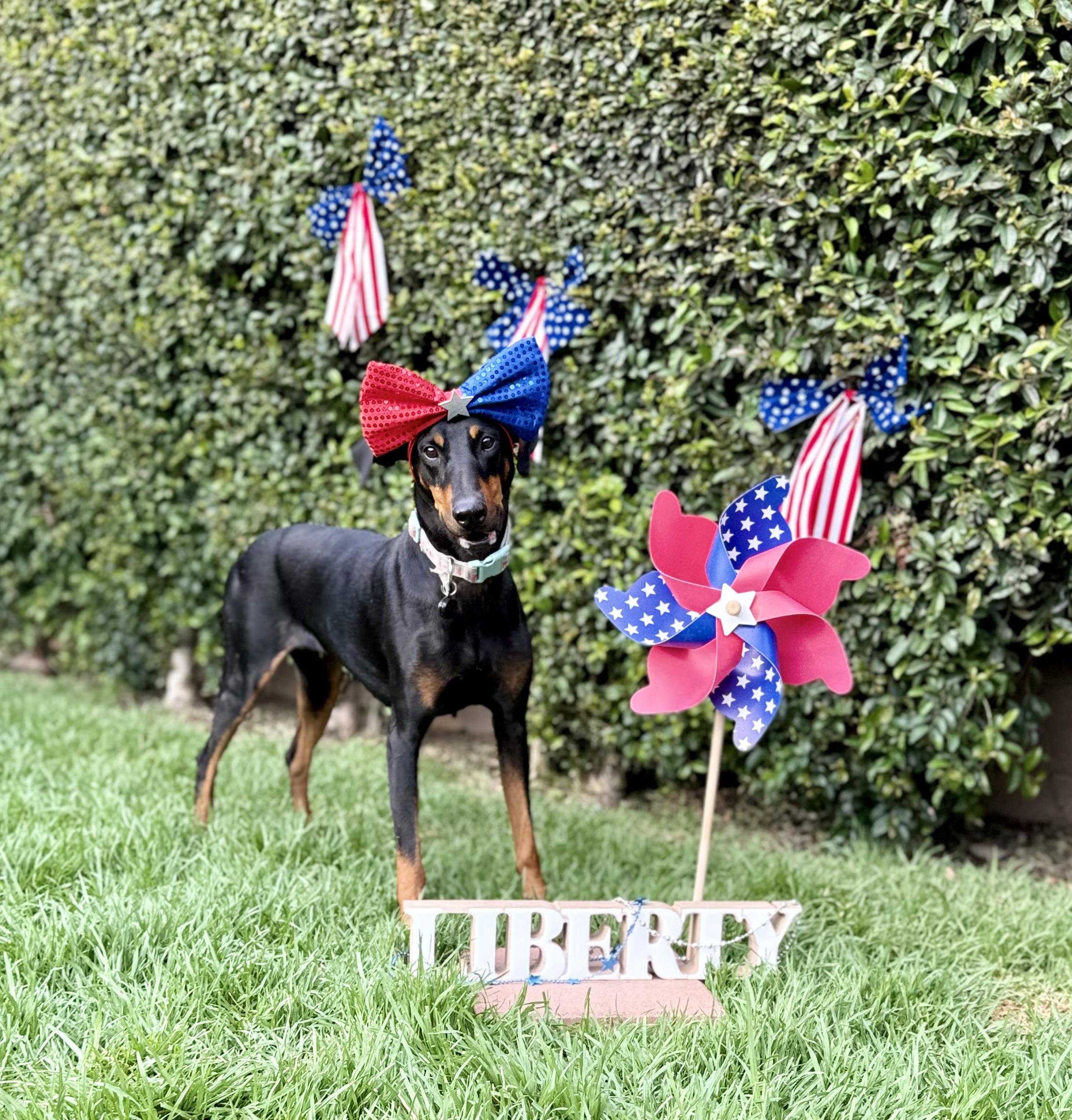 Enlarge Alli, a Adoptable Doberman Pinscher in Los Angeles, CA image 2/3