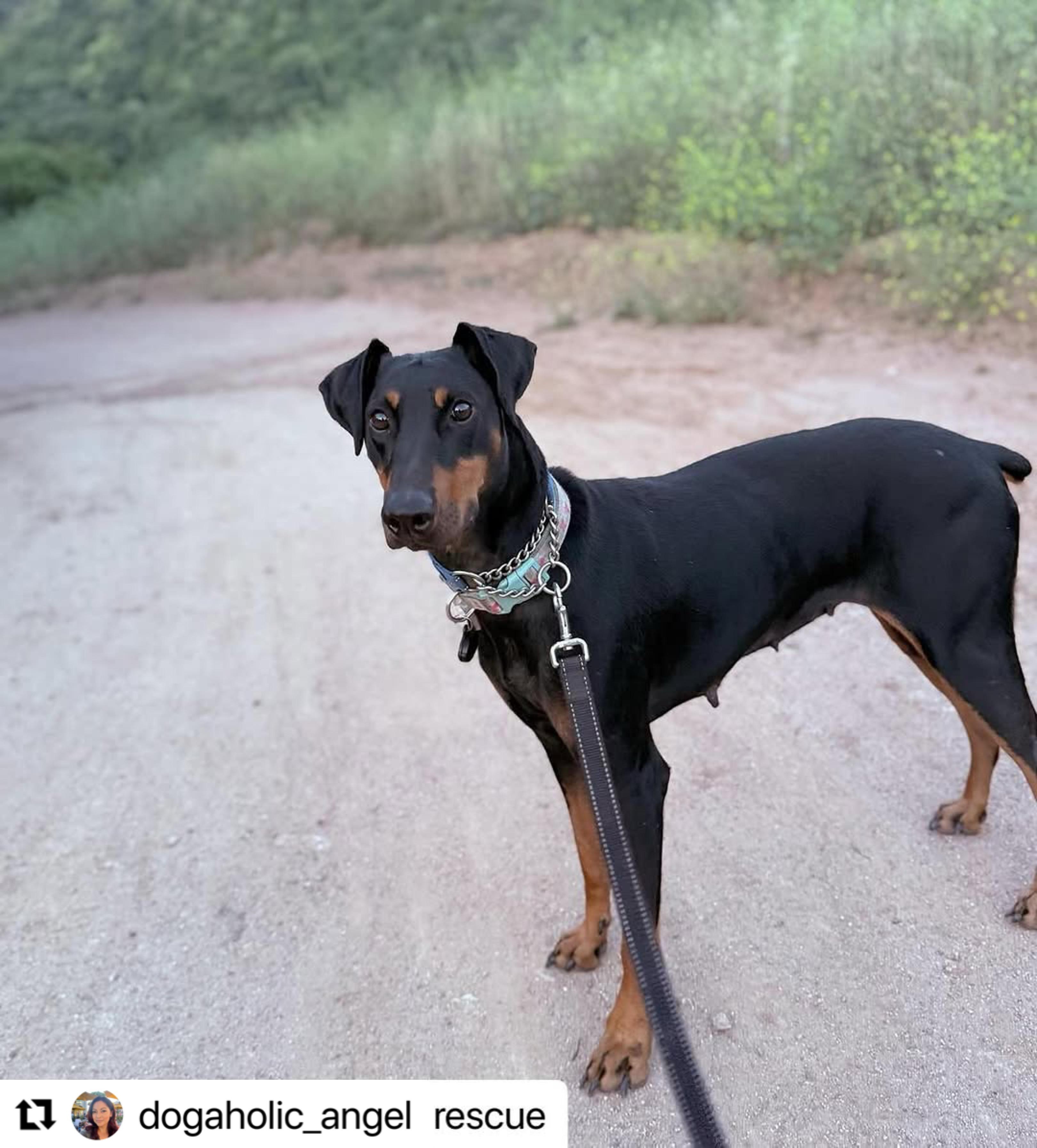 Alli, Adoptable, Young Female Doberman Pinscher.