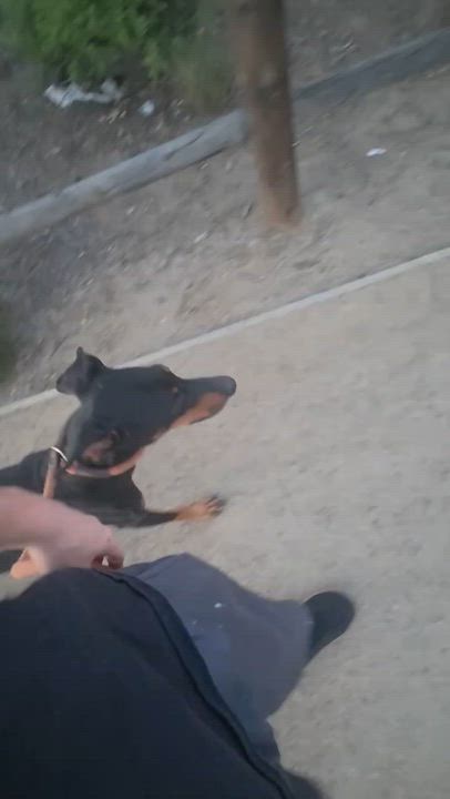 Enlarge Alli, an adoptable Doberman Pinscher in Los Angeles, CA video 5/6