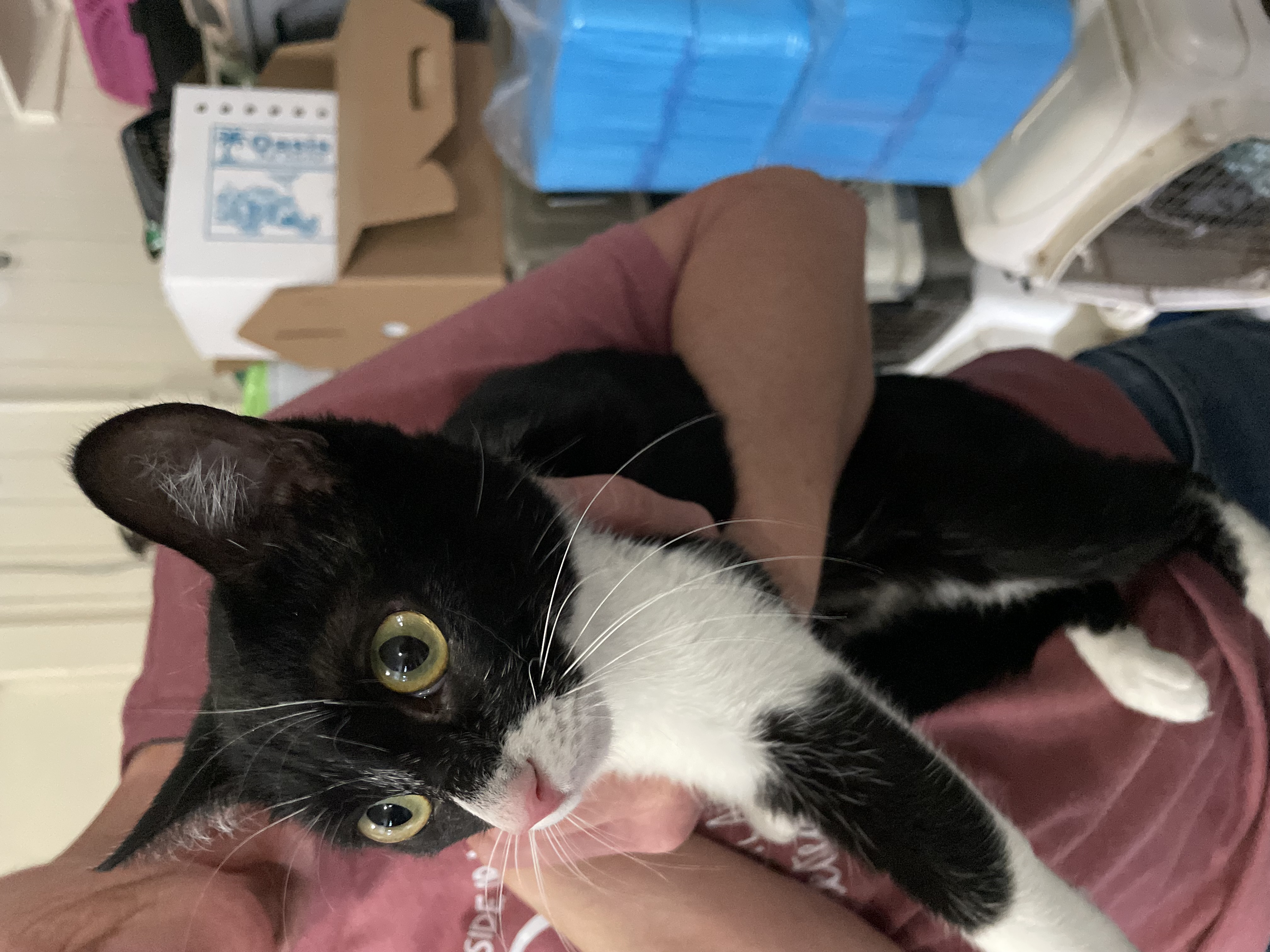 Marblez, an adoptable Tuxedo, American Shorthair in New Orleans, LA, 70175 | Photo Image 2