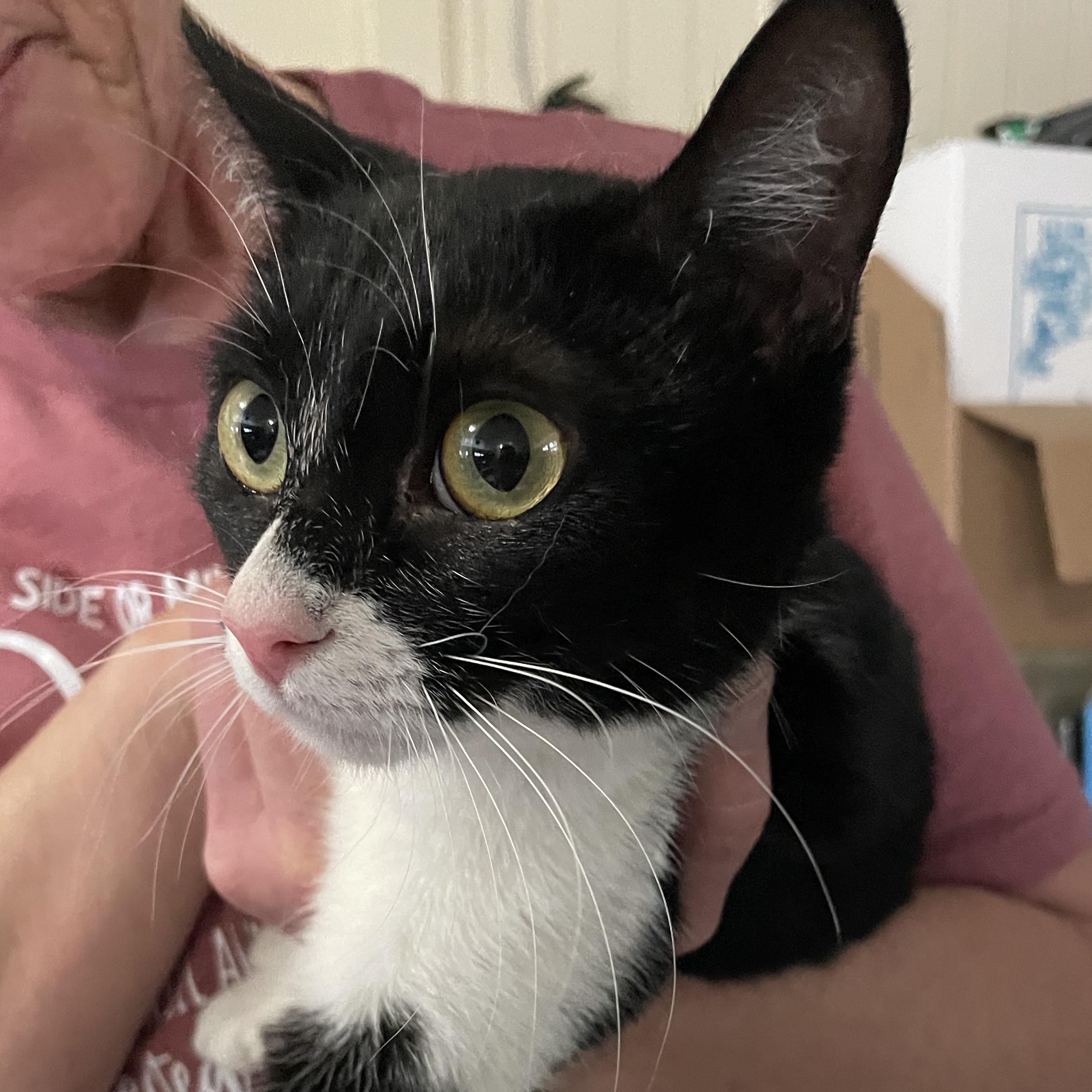 Marblez, an adoptable Tuxedo, American Shorthair in New Orleans, LA, 70175 | Photo Image 1