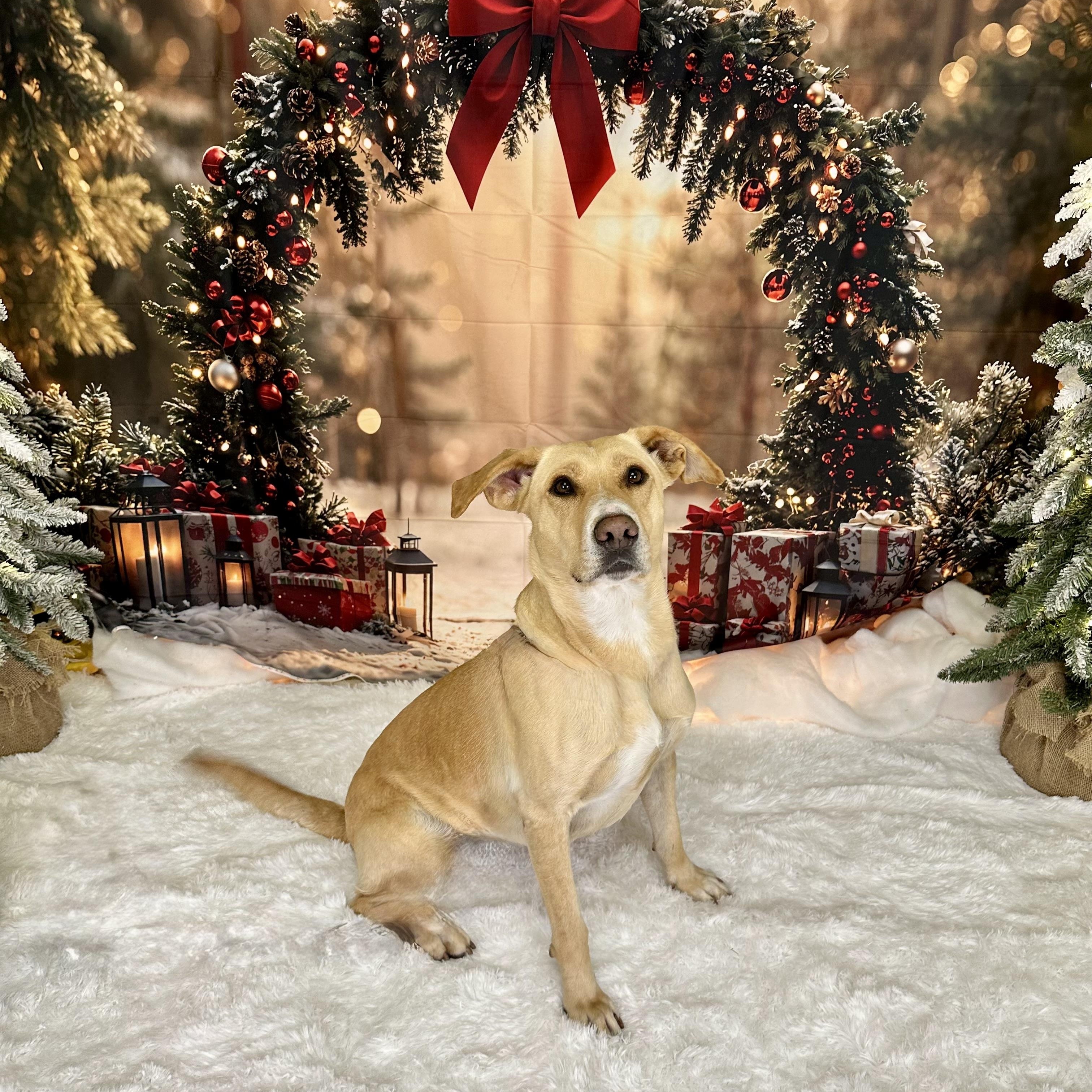 Piper, a Adoptable Mixed Breed in Pacific, MO image 1/2