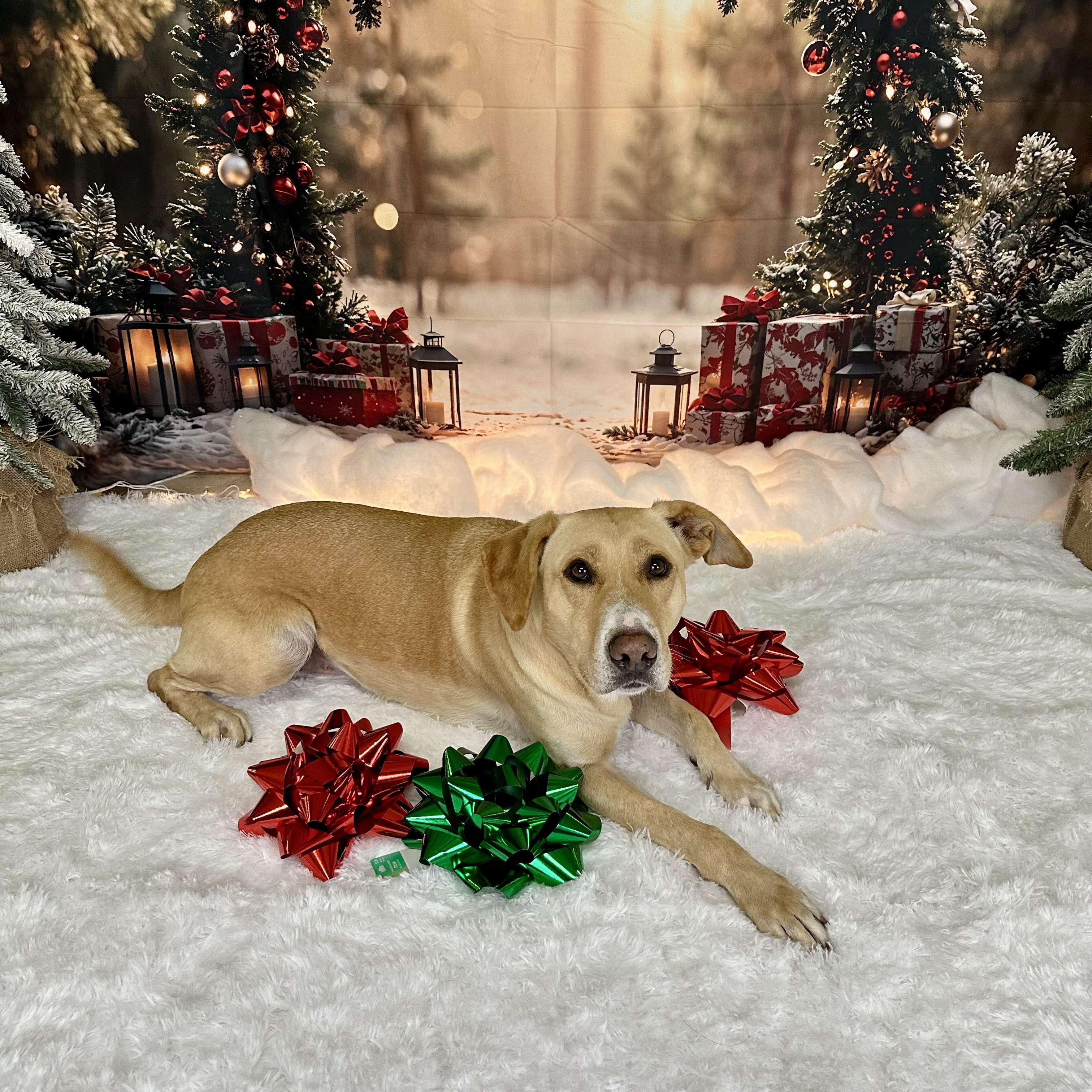 Piper, a Adoptable Mixed Breed in Pacific, MO image 2/2