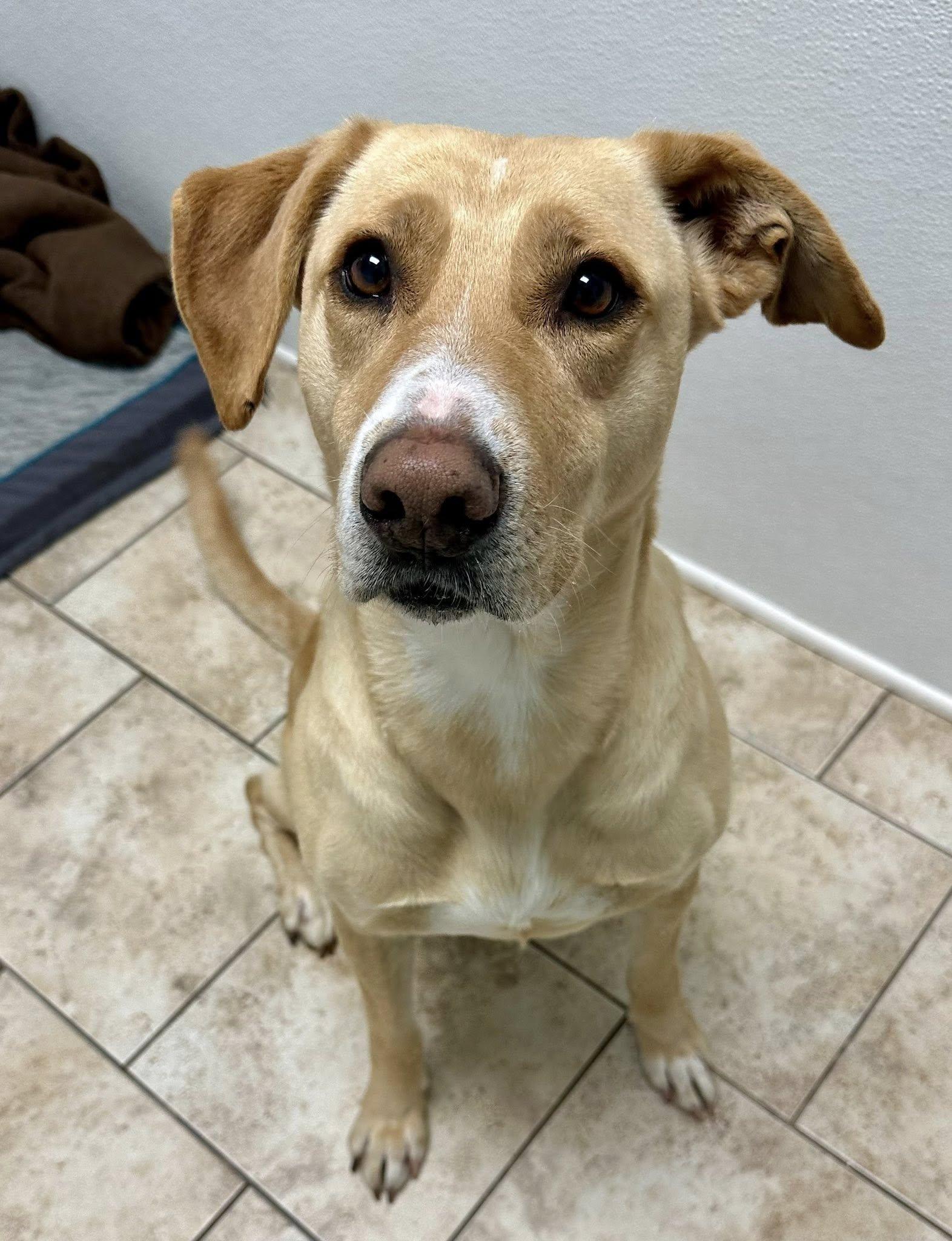 Enlarge Piper, an adopted Mixed Breed in Pacific, MO image 1/3