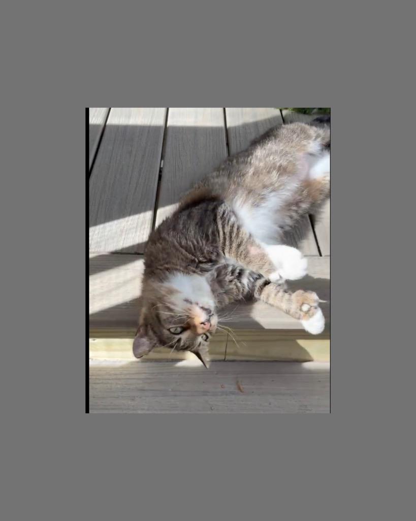 Enlarge Buddy, a Adoptable mixed breed in Hoover , AL image 2/3