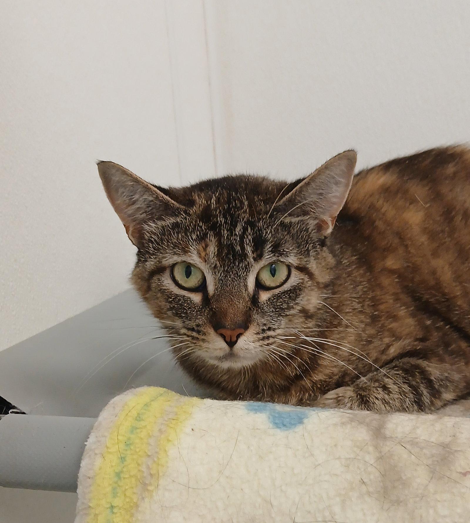Ocean, Adoptable, Adult Female Tabby & Domestic Short Hair.