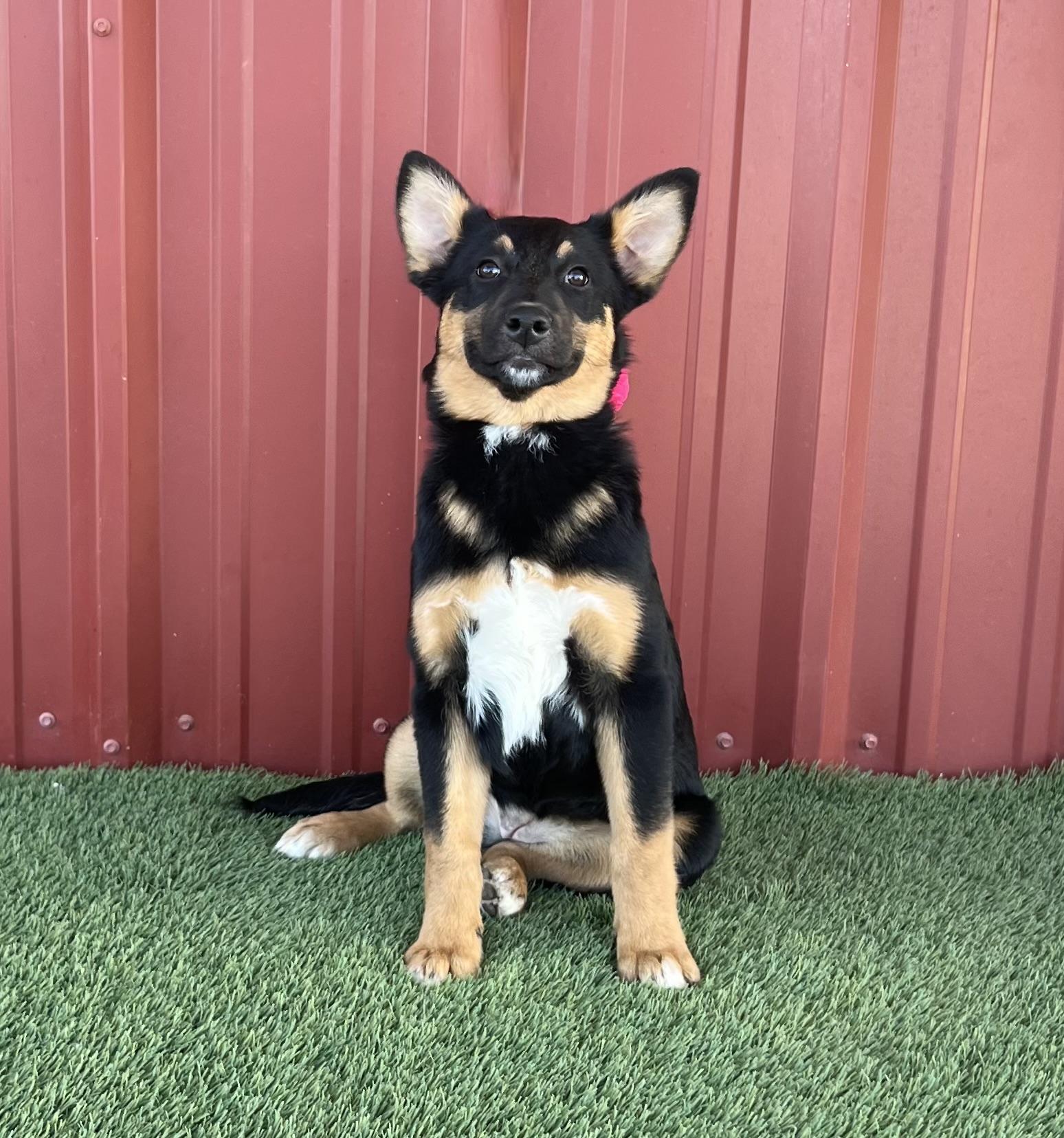 Enlarge Amelia, a Adoptable mixed breed in Bellingham , WA image 1/4