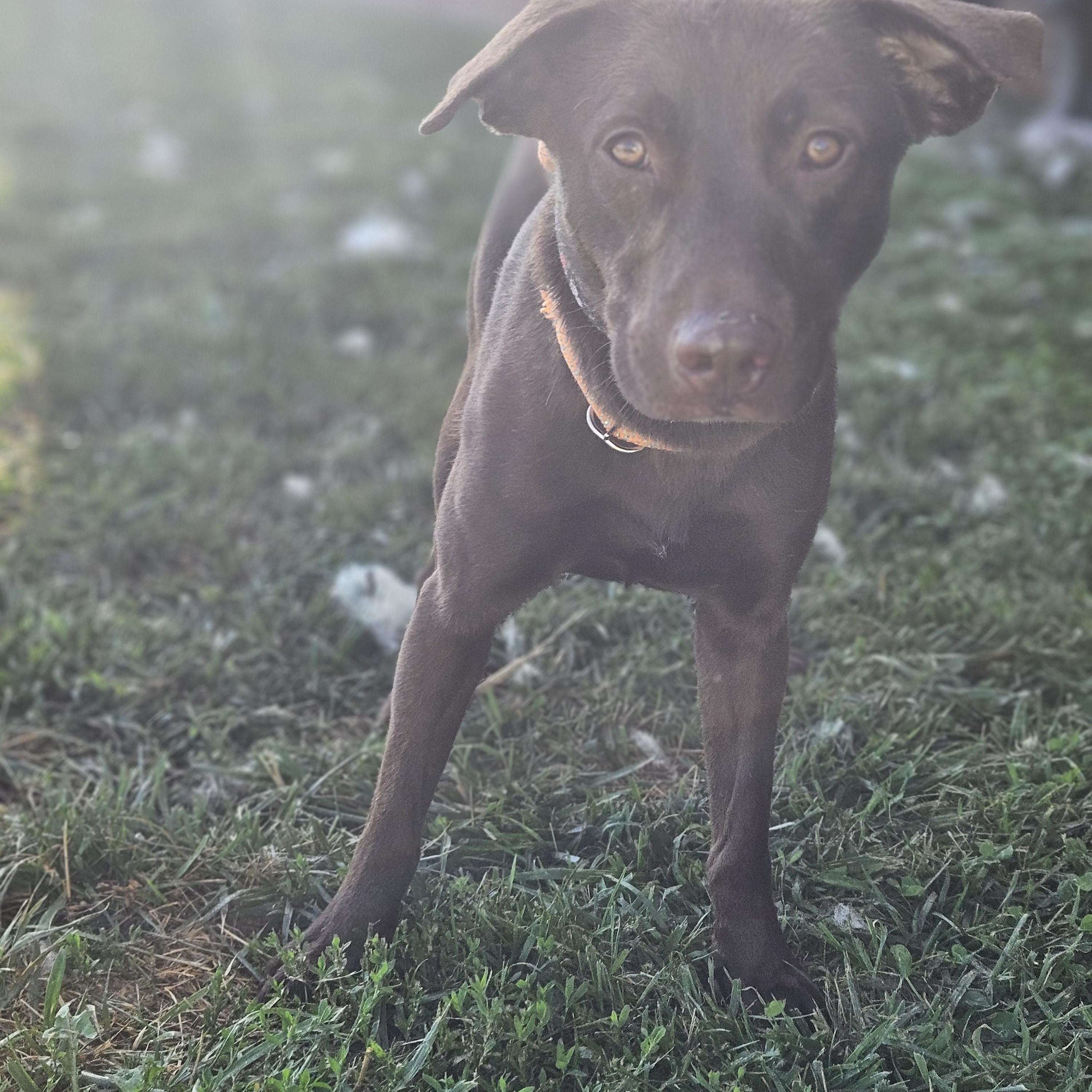 Enlarge Drew, a Adoptable mixed breed in Kingsport, TN image 2/3