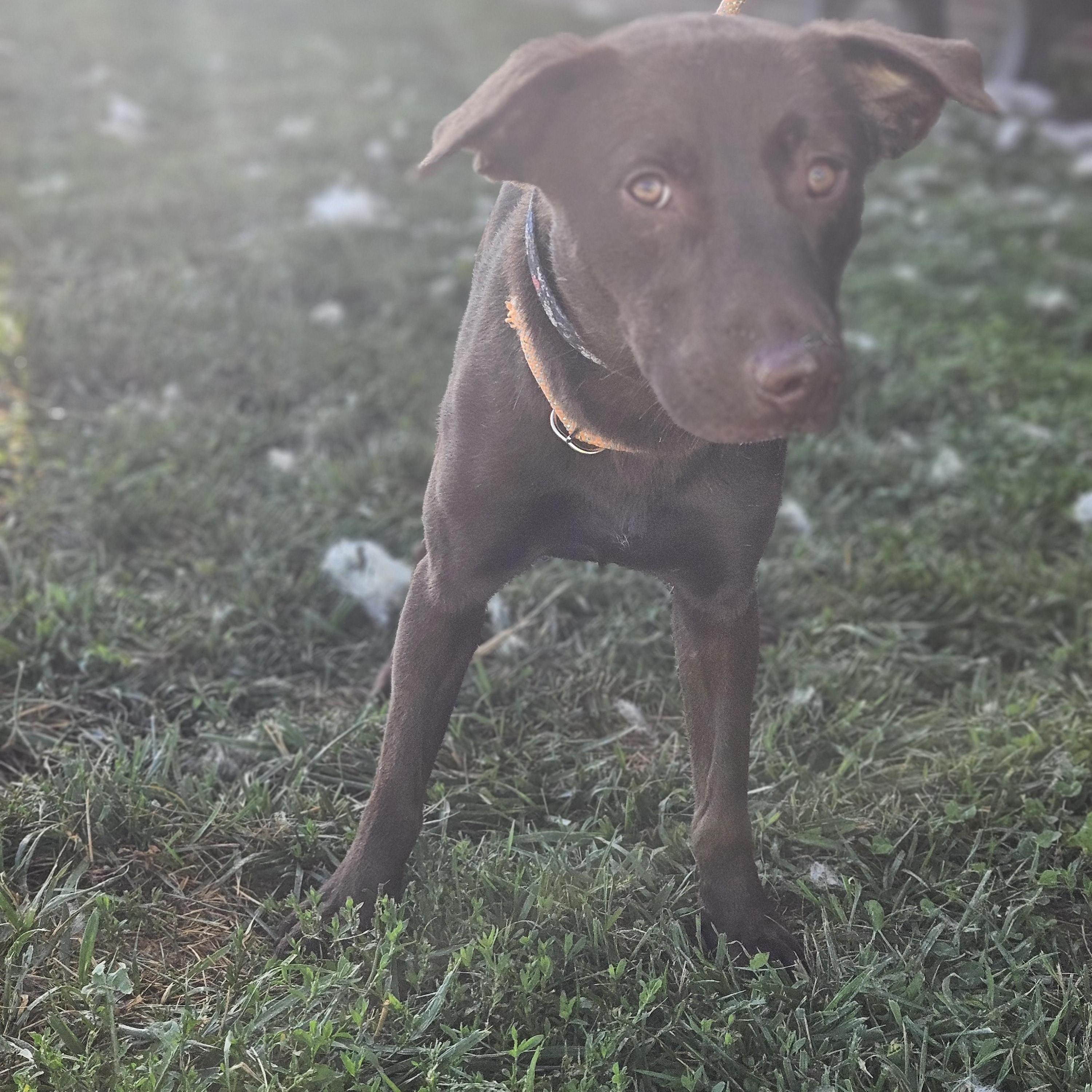 Drew, Adoptable, Young Male Chocolate Labrador Retriever.
