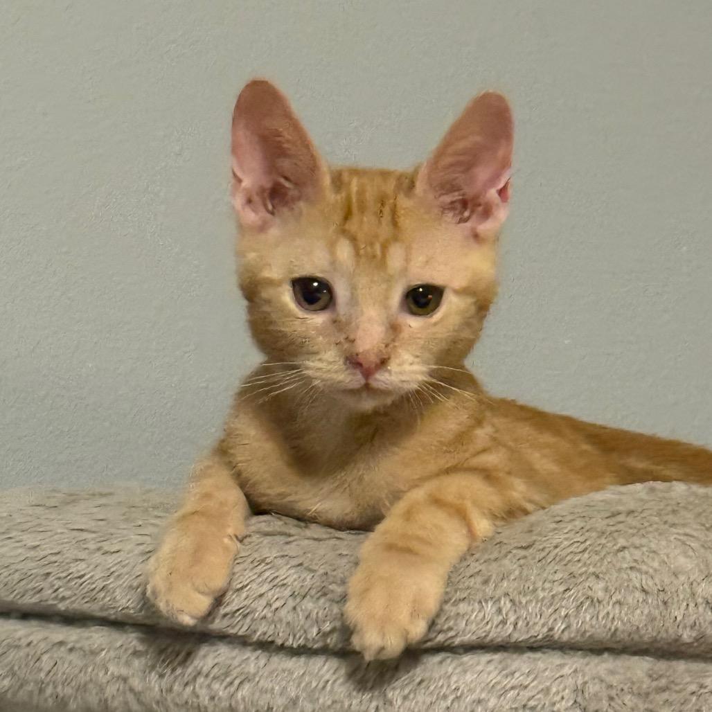 Lod, Adoptable, Kitten Male Domestic Short Hair.