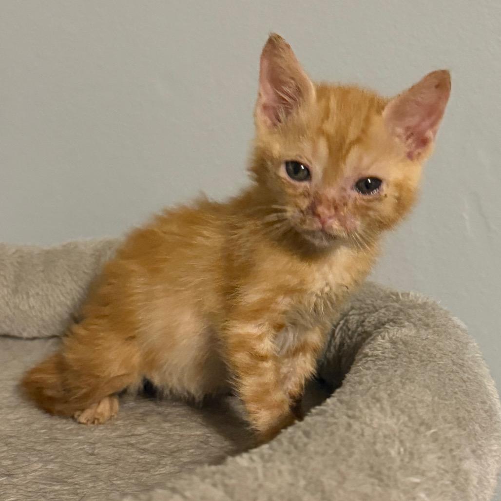 Enlarge Lod, a Adoptable Domestic Short Hair in Booneville, AR image 2/2