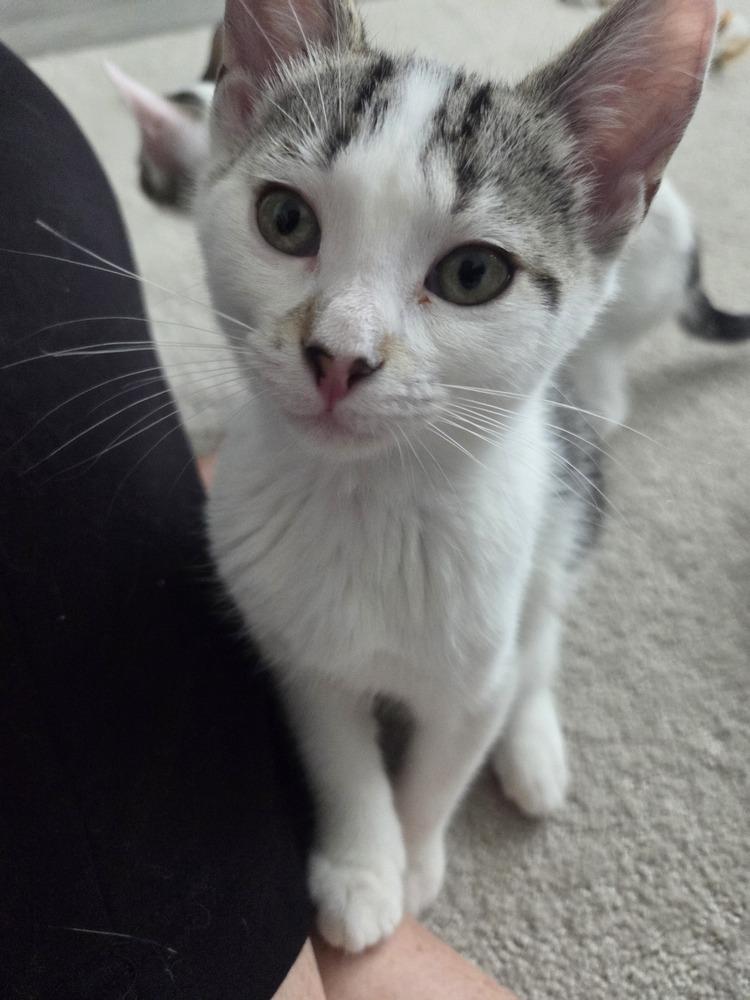 Enlarge Pawley Hepburn, a Adoptable Domestic Short Hair in Orlando, FL image 1/1