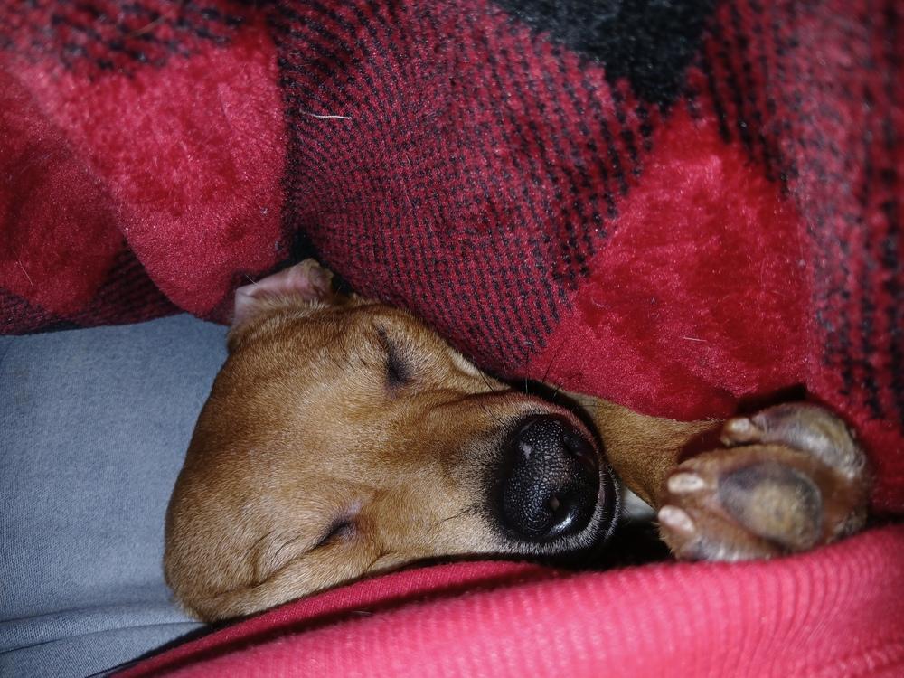 Enlarge Wilson  (Kristina 10), a Adoptable mixed breed in Plymouth, MI image 1/4