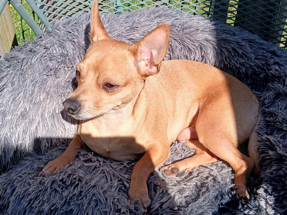 Enlarge Wilson  (Kristina 10), a Adoptable mixed breed in Plymouth, MI image 2/6