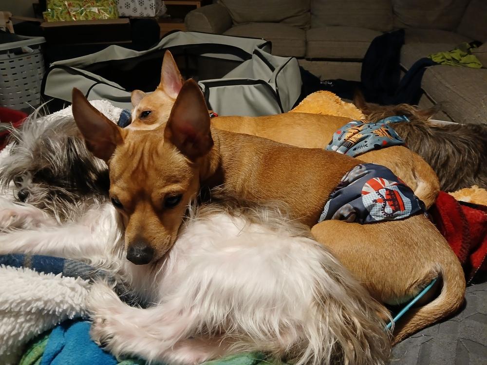 Enlarge Wilson  (Kristina 10), a Adoptable mixed breed in Plymouth, MI image 2/4