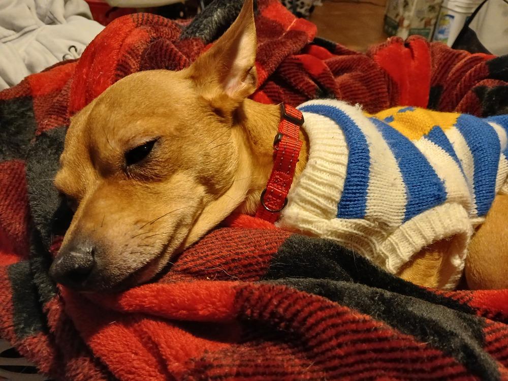 Enlarge Wilson  (Kristina 10), a Adoptable mixed breed in Plymouth, MI image 3/4