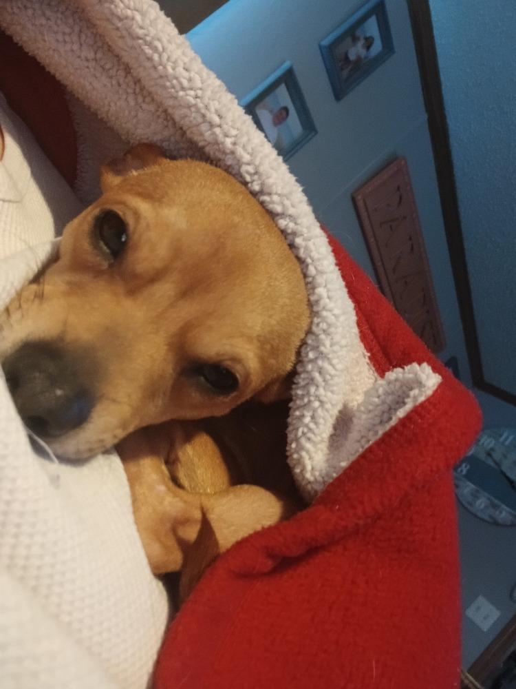 Enlarge Wilson  (Kristina 10), a Adoptable mixed breed in Plymouth, MI image 4/4