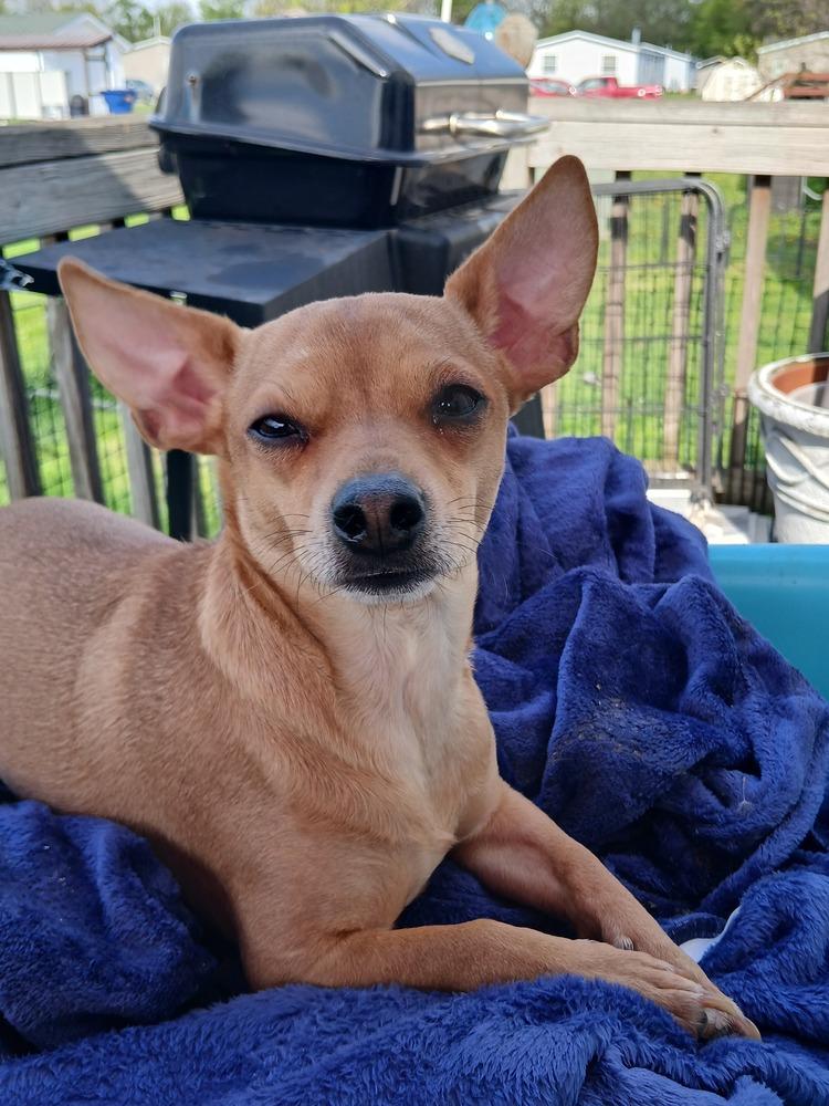 Enlarge Wilson  (Kristina 10), a Adoptable mixed breed in Plymouth, MI image 6/6