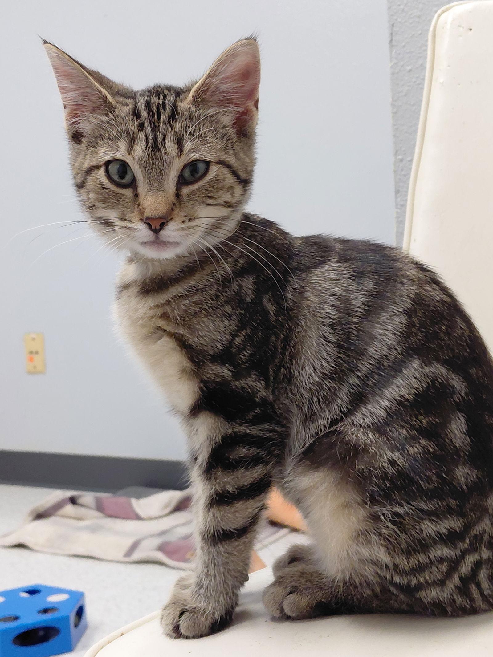 Zoey @ The Cat's Brew, a Adoptable mixed breed in Montello, WI image 2/3