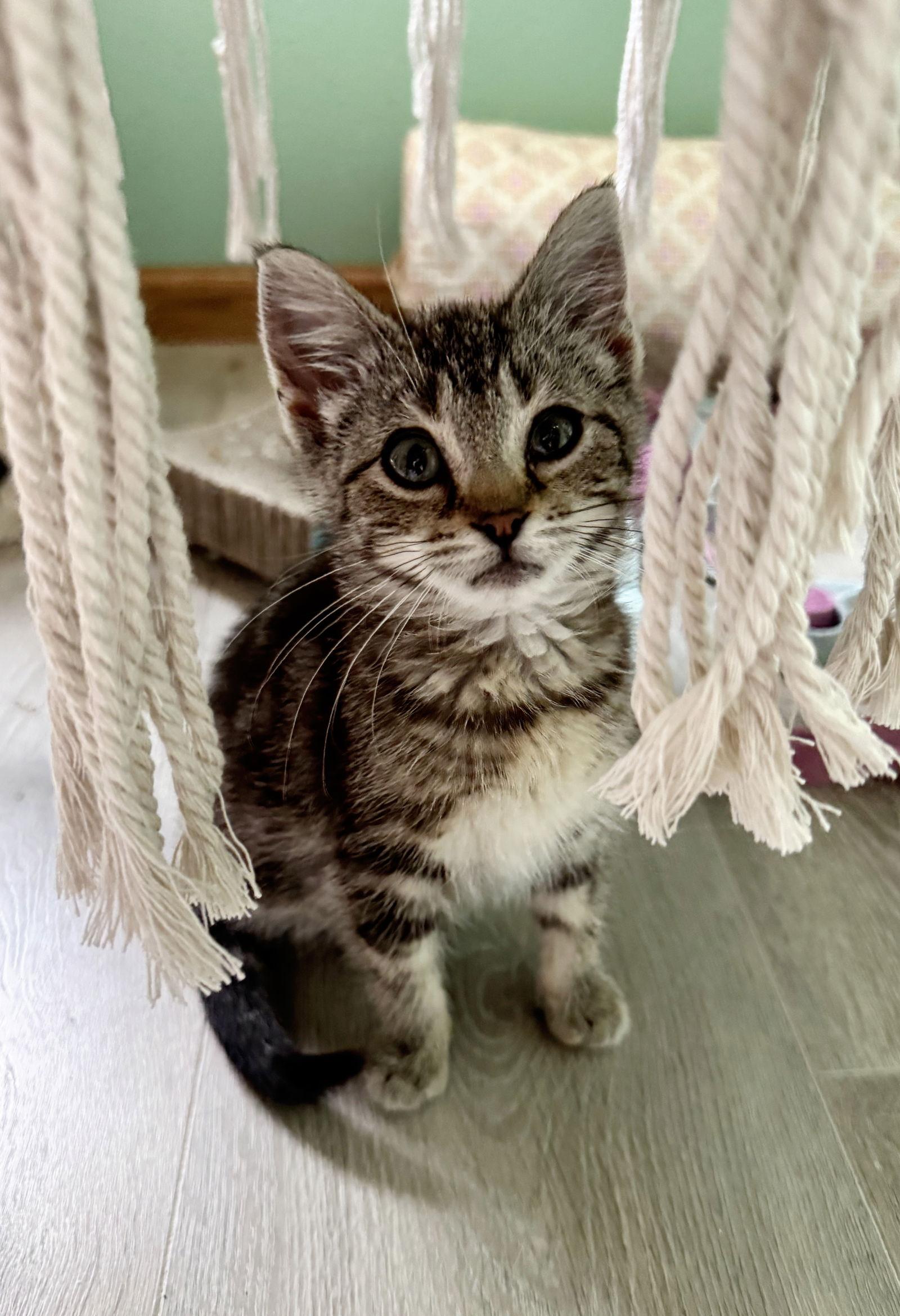 Zoey @ The Cat's Brew, a Adoptable mixed breed in Montello, WI image 3/3