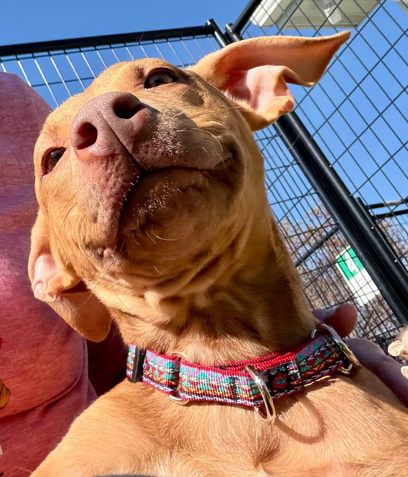 Enlarge Deon, a Adoptable Mixed Breed in Appleton, WI image 2/4