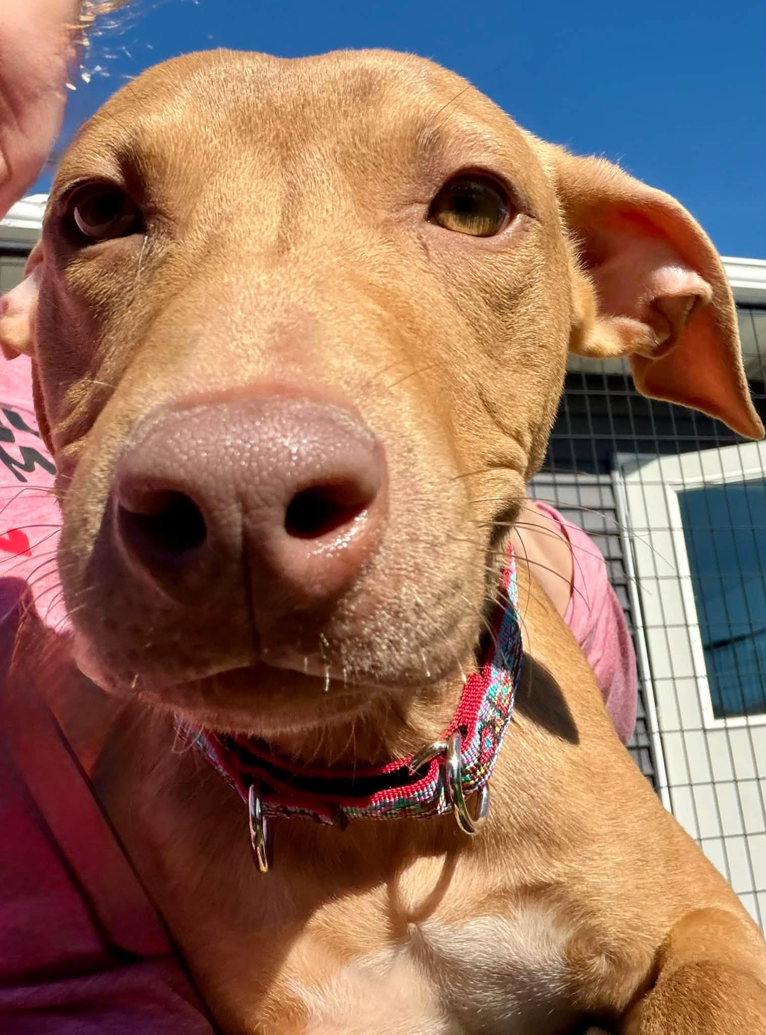 Enlarge Deon, a Adoptable Mixed Breed in Appleton, WI image 4/4