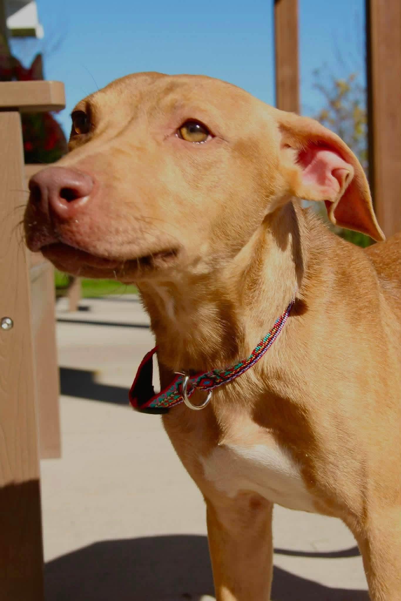 Enlarge Deon, a Adoptable Mixed Breed in Appleton, WI image 1/4